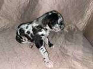 Great Dane Puppy for sale in Collinsville, IL, USA