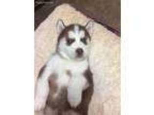Siberian Husky Puppy for sale in Nevada, TX, USA