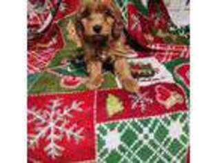 Goldendoodle Puppy for sale in North Scituate, RI, USA