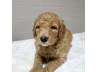 Goldendoodle Puppy for sale in Asheville, NC, USA