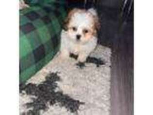 Bichon Frise Puppy for sale in Oakbrook Terrace, IL, USA