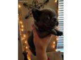 French Bulldog Puppy for sale in Strasburg, CO, USA