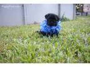 Pug Puppy for sale in Versailles, IN, USA