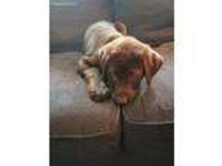 Labrador Retriever Puppy for sale in Webster, MA, USA