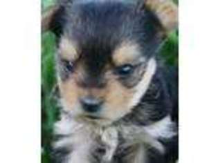 Yorkshire Terrier Puppy for sale in Devils Lake, ND, USA