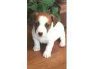 Jack Russell Terrier Puppy for sale in Galt, CA, USA
