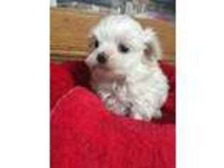 Maltese Puppy for sale in Hastings, MI, USA