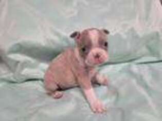 Boston Terrier Puppy for sale in Kansas City, MO, USA
