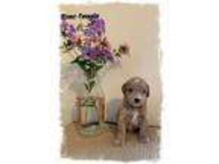 Goldendoodle Puppy for sale in Hardwick, MA, USA