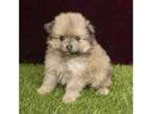 Pomeranian Puppy for sale in Dundee, OH, USA