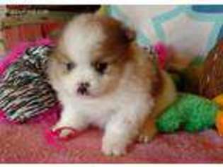 Pomeranian Puppy for sale in Westfield, NC, USA