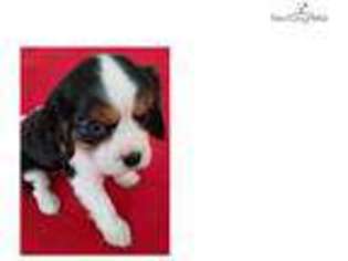Cavalier King Charles Spaniel Puppy for sale in Myrtle Beach, SC, USA