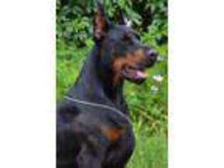 Doberman Pinscher Puppy for sale in PORTLAND, OR, USA