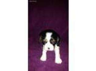 Cavalier King Charles Spaniel Puppy for sale in Fremont, NE, USA