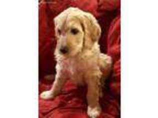 Labradoodle Puppy for sale in Garden City, UT, USA