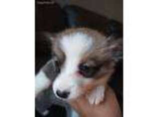 Pembroke Welsh Corgi Puppy for sale in Lilburn, GA, USA