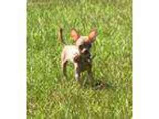 Chihuahua Puppy for sale in Orrum, NC, USA