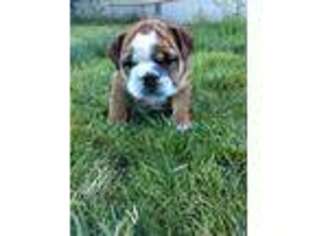 Bulldog Puppy for sale in Cottage Grove, OR, USA