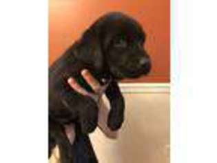 Labrador Retriever Puppy for sale in Petal, MS, USA