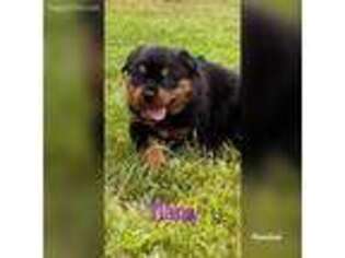 Rottweiler Puppy for sale in Woonsocket, RI, USA