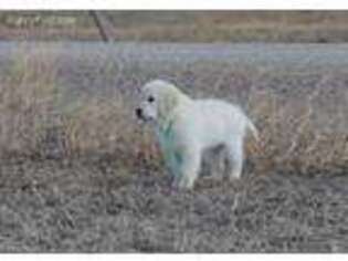 Mutt Puppy for sale in Fairfield, MT, USA
