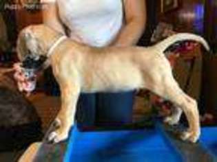 Great Dane Puppy for sale in Ewa Beach, HI, USA