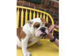 Bulldog Puppy for sale in Lima, OH, USA
