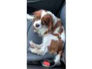 Cavalier King Charles Spaniel Puppy for sale in Lake Oswego, OR, USA
