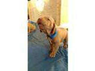 Vizsla Puppy for sale in Bloomfield, IA, USA