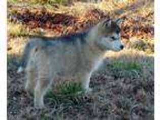 Alaskan Malamute Puppy for sale in Shelbyville, TN, USA