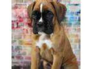 Boxer Puppy for sale in Flora, IN, USA