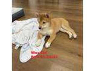 Shiba Inu Puppy for sale in Haslet, TX, USA