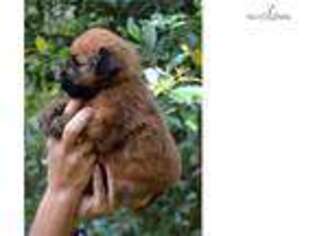 Soft Coated Wheaten Terrier Puppy for sale in Ocala, FL, USA