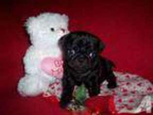 Pug Puppy for sale in MUNFORDVILLE, KY, USA