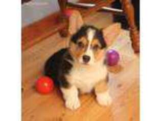 Pembroke Welsh Corgi Puppy for sale in Wever, IA, USA