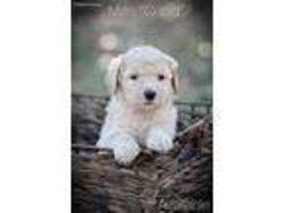Labradoodle Puppy for sale in Cleveland, TN, USA