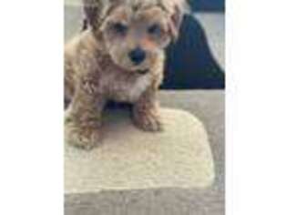 Mutt Puppy for sale in Millbrae, CA, USA