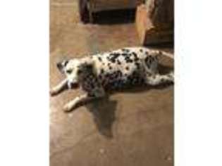 Dalmatian Puppy for sale in Claremore, OK, USA