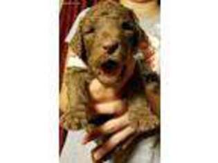 Labradoodle Puppy for sale in Ashland, KY, USA