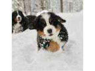 Bernese Mountain Dog Puppy for sale in Northbrook, IL, USA