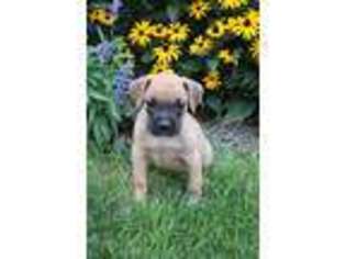 Boxer Puppy for sale in Morgantown, PA, USA