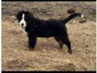 Bernese Mountain Dog Puppy for sale in Thompsonville, IL, USA
