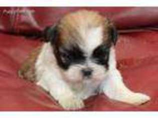 Mutt Puppy for sale in Clarkson, KY, USA