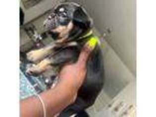 American Bulldog Puppy for sale in Waukesha, WI, USA