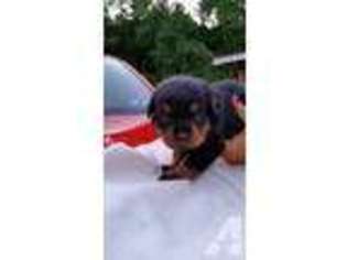 Rottweiler Puppy for sale in CONNELLSVILLE, PA, USA