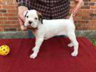 Boxer Puppy for sale in Alvin, TX, USA