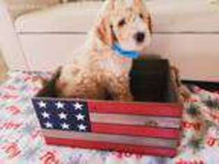 Labradoodle Puppy for sale in Richmond, TX, USA