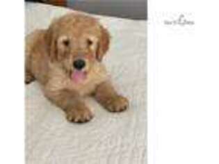 Goldendoodle Puppy for sale in Fort Worth, TX, USA