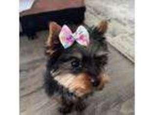 Yorkshire Terrier Puppy for sale in Cumming, GA, USA