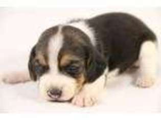 Beagle Puppy for sale in Wickenburg, AZ, USA